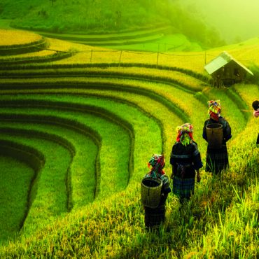 Roteiro pela Indochina campos de arroz